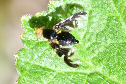 Réf. 281 616 : Euleia heraclei